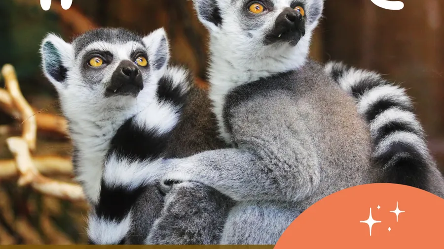 宝くじ高額当選者の半数が破産するのと、短期間集中ダイエッターの半数がリバウンドするのは同じ原理～一気に成功してはならない重要性～